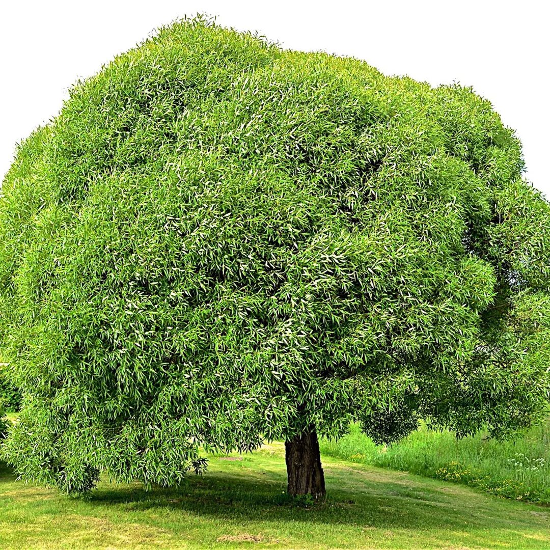 Pin on Structural planting - British native trees