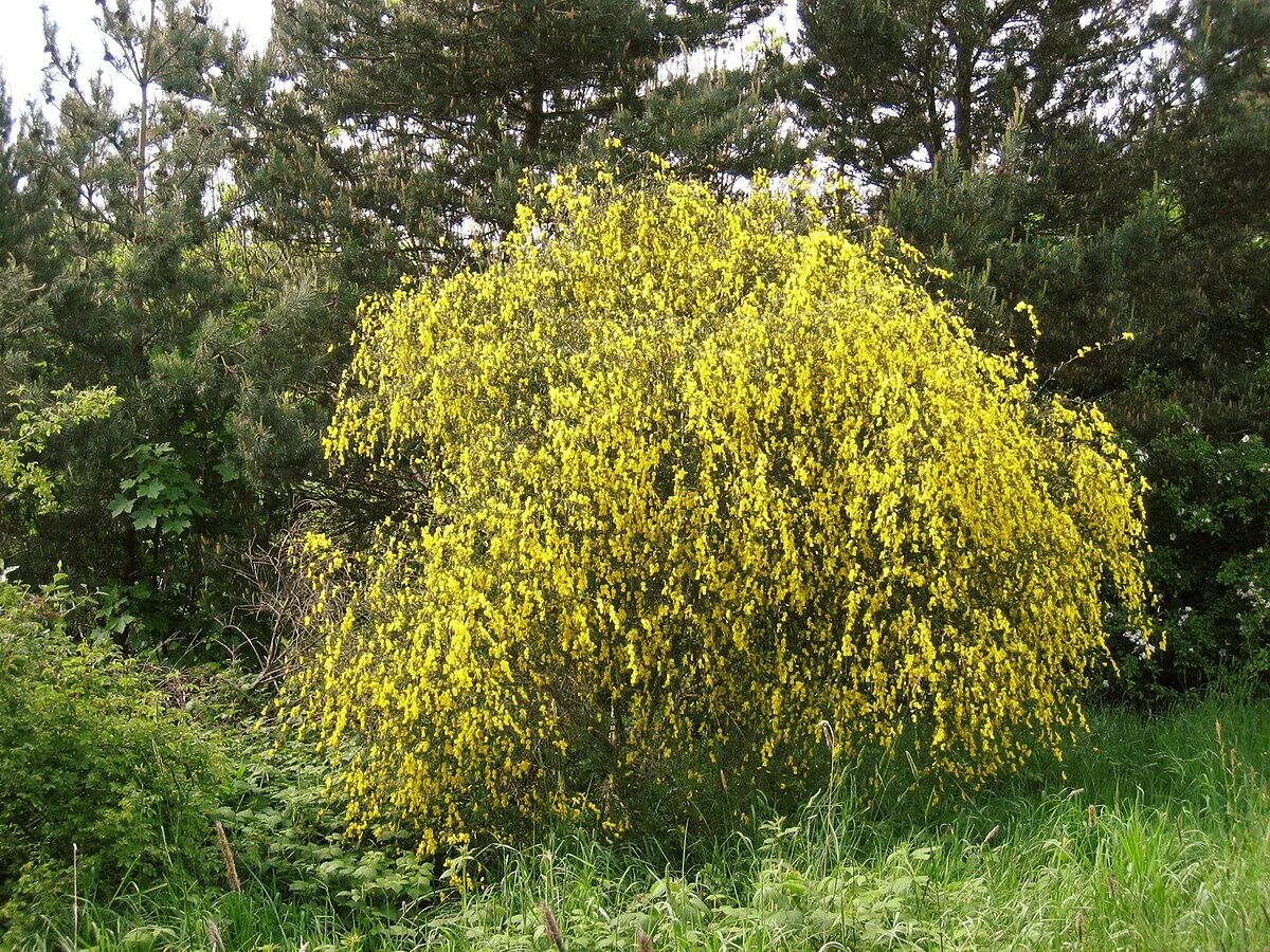 Ракита фото дерева и листьев Файл:Cytisus scoparius2.jpg - Википедия