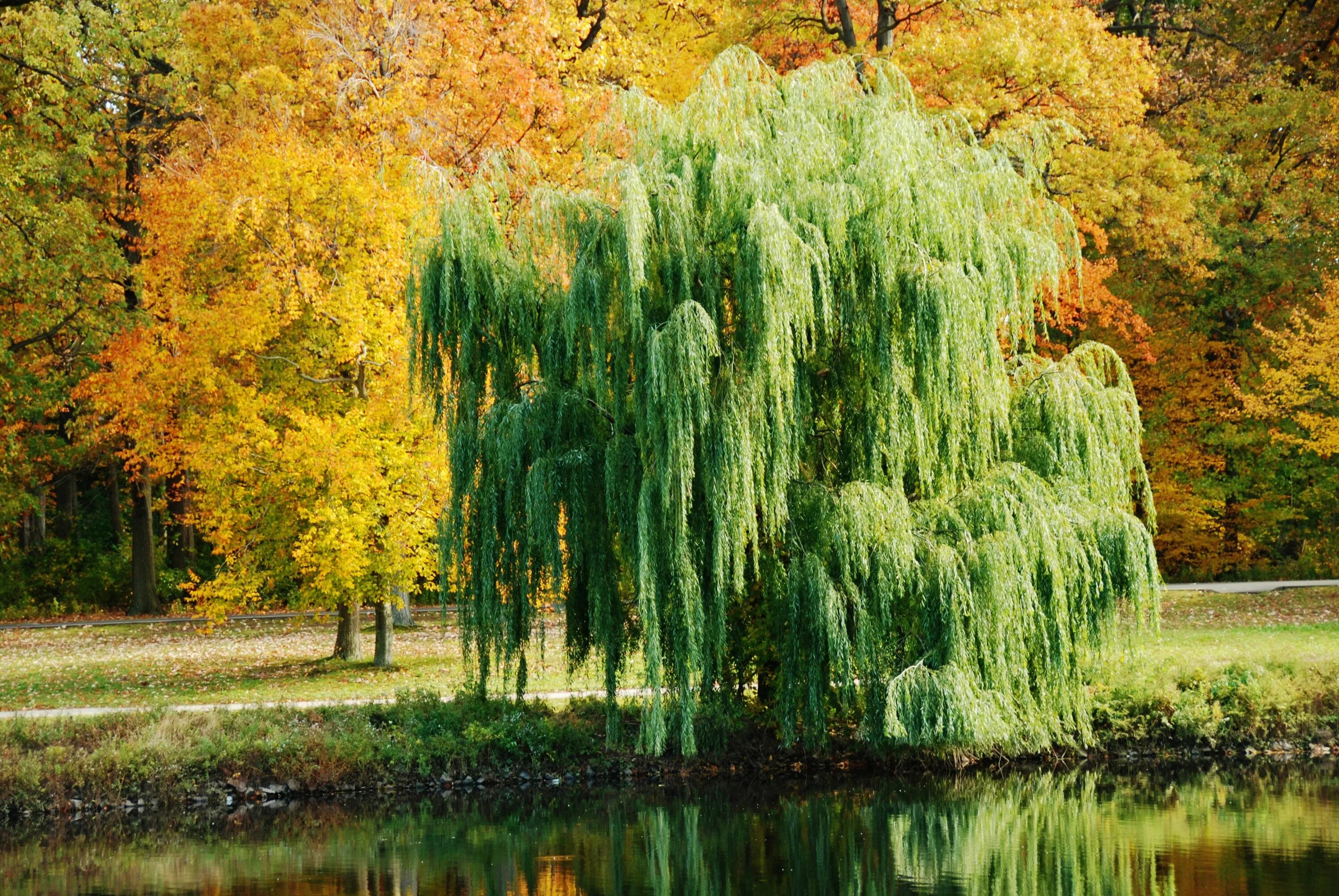 Ракита фото дерева и листьев Captivating Weeping Willow Tree