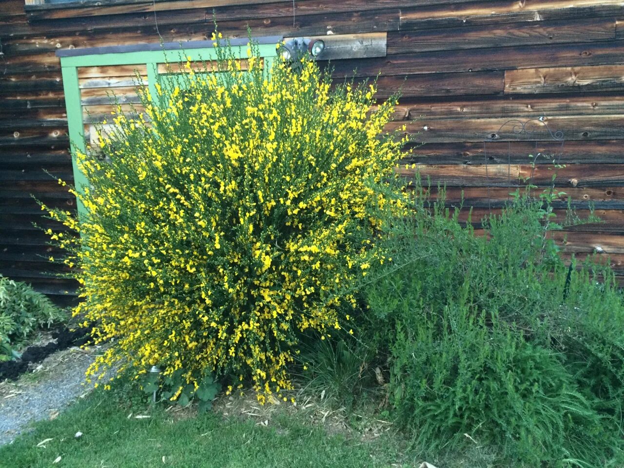 Ракита фото кустарника A Lesson About Dye Plants: Broom Natural Dye: Experiments and Results