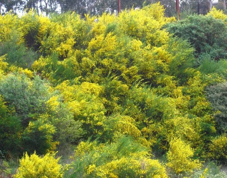 Ракита фото кустарника Épinglé sur Flowers and bushes