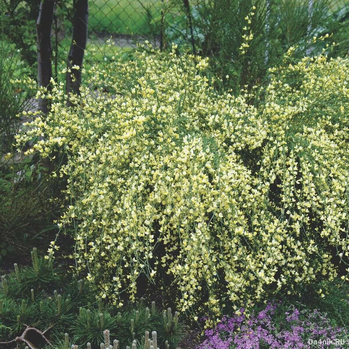 Файл:Cytisus scoparius2.jpg - Википедия