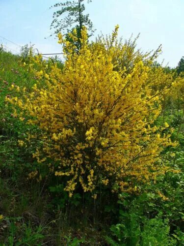 Ракита фото кустарника 300 Graines de Genêt à balais, Cytisus scoparius, Common Scotch Broom seeds eBay