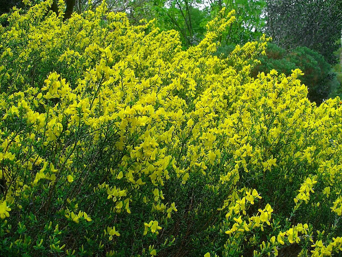 Ракита фото кустарника Файл:Cytisus decumbens 001.JPG - Вікіпедыя