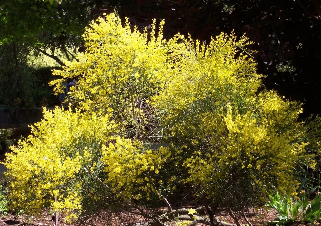 Ракита фото кустарника Scotch Broom - Cytisus x praecox North Carolina Extension Gardener Plant Toolbox