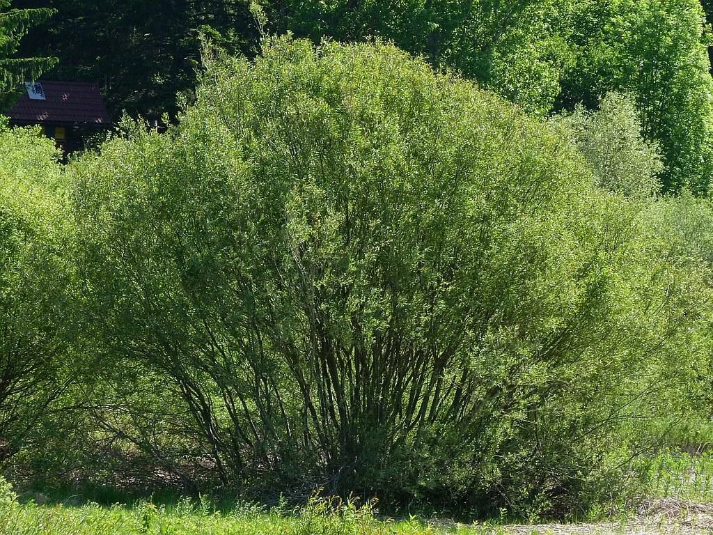 Ракита фото кустарника Ива волчниковая, шелюга жёлтая, верба (Salix daphnoides) саженцы купить в Москве