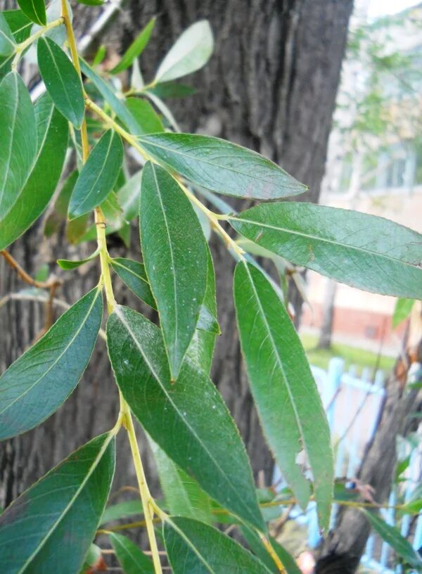 Ракита фото листьев Salix euxina - Image of an specimen - Plantarium