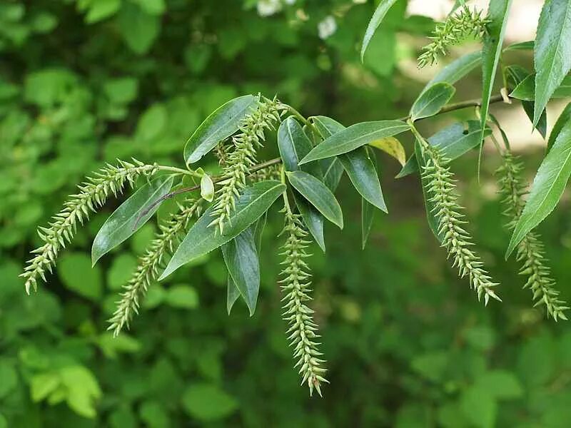 Ракита фото листьев Salix fragilis var. sphaerica - Image of an specimen - Plantarium