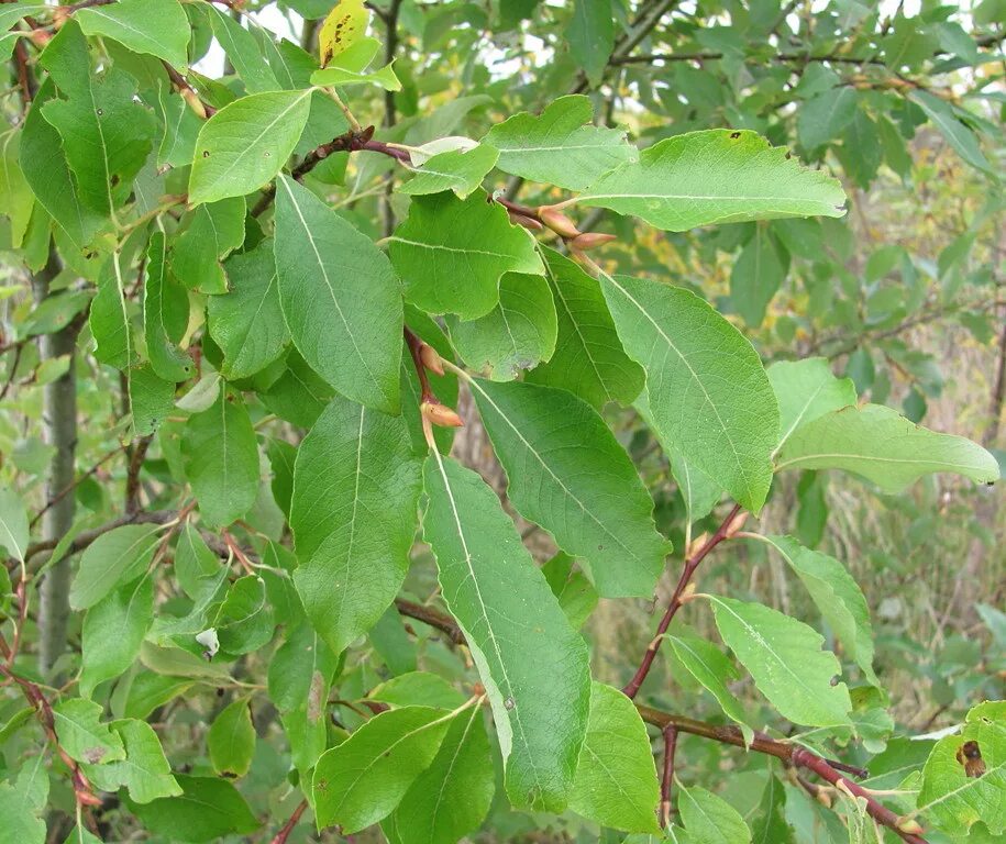 Ракита листья фото Salix caprea - Image of an specimen - Plantarium