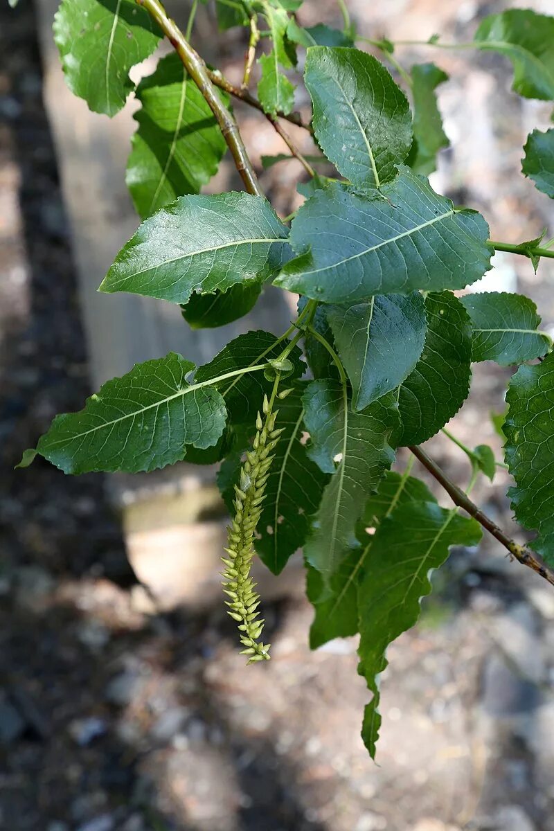 Ракита листья фото Salix cardiophylla - Wikipedia tiếng Việt