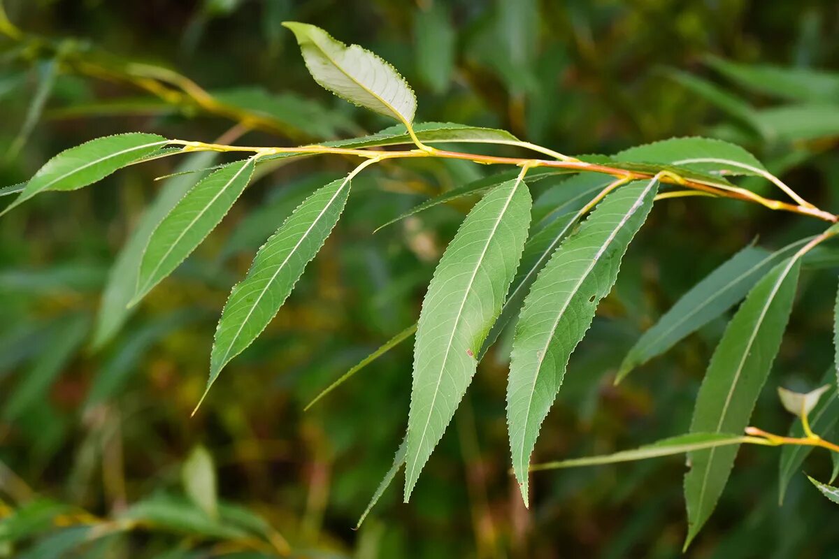 Ракита листья фото Salix triandra - Image of an specimen - Plantarium