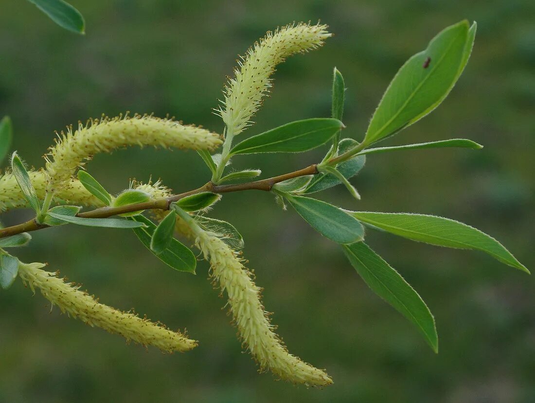 Ракита листья фото Salix excelsa - Image of an specimen - Plantarium