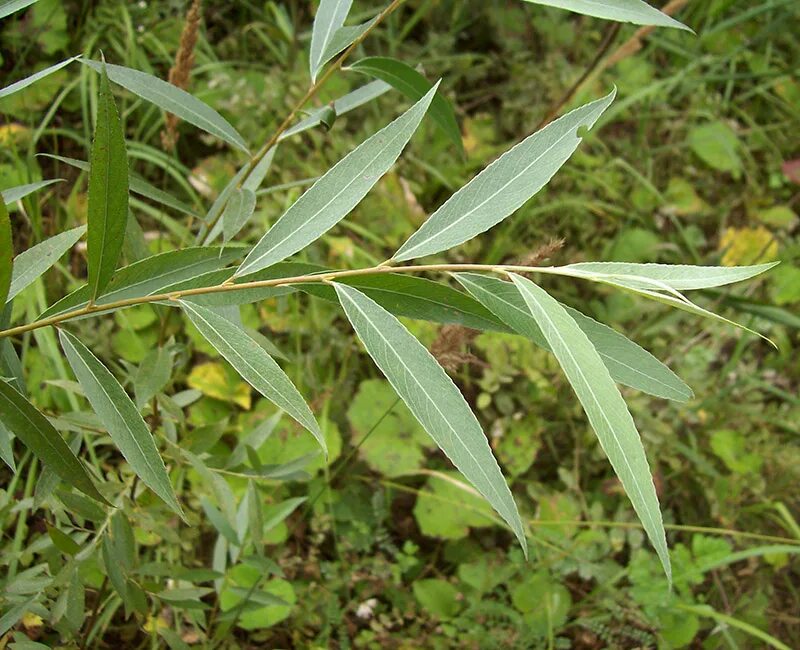 Ракита листья фото Salix alba - Image of an specimen - Plantarium