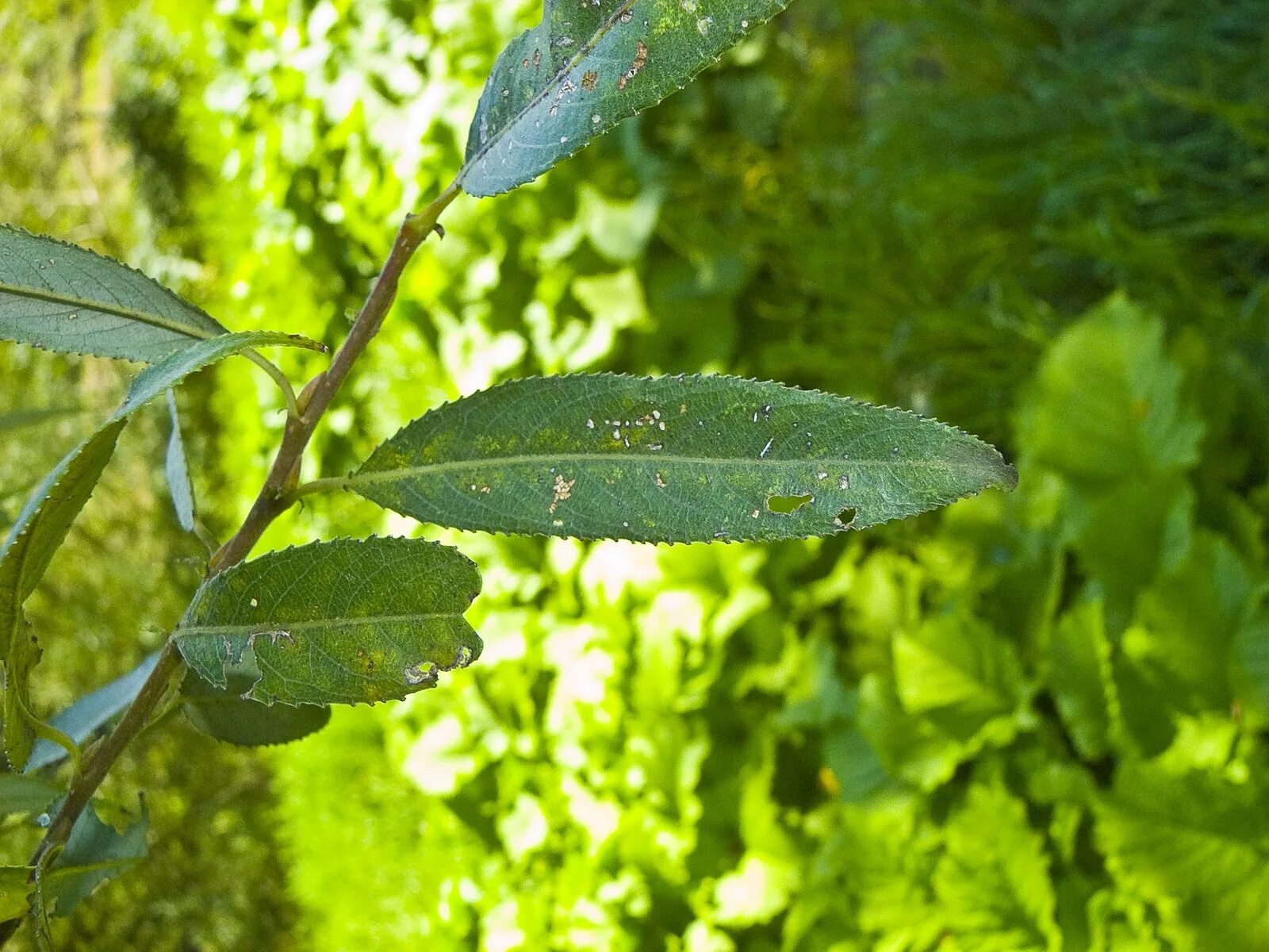 Ракита листья фото Файл:Salix fragilis 005.jpg - Википедия