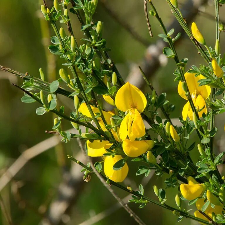 Ракитник фото и описание кустарника Ракитник волосистый (лат. Cytisus hirsutus) - Лесосад