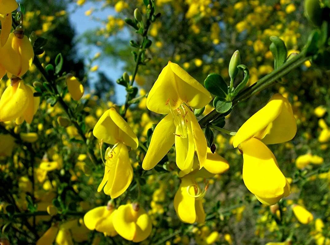 Ракитник фото и описание кустарника Broom Cytisus scoparius : Photos, Diagrams & Topos : SummitPost