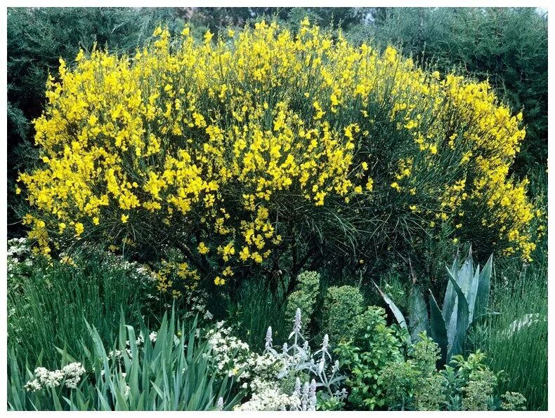 Ракитник фото и описание кустарника Ракитник (лат. Cytisus Villosus ) семена 10шт - купить по выгодной цене на Яндек