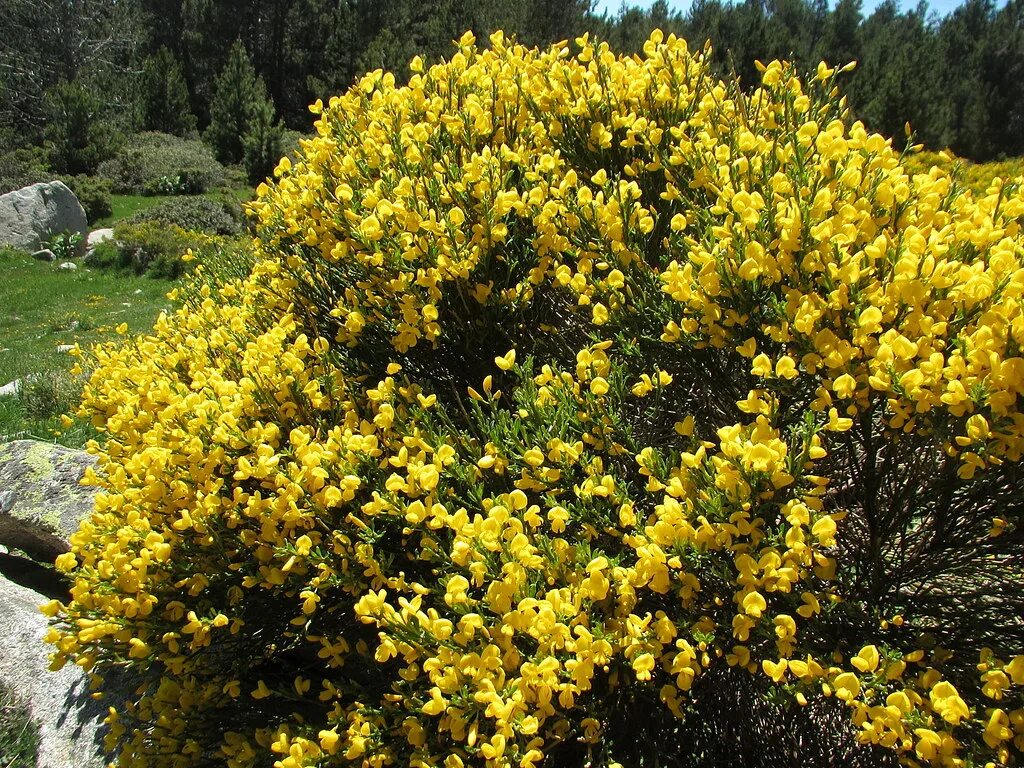 Ракитник фото кустарника Cytisus oromediterraneus Cytisus oromediterraneus (= Genis. Flickr