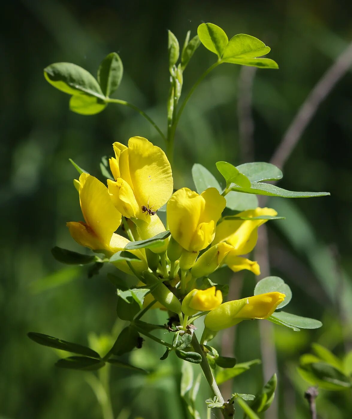 Ракитник фото кустарника Chamaecytisus ruthenicus - Image of an specimen - Plantarium