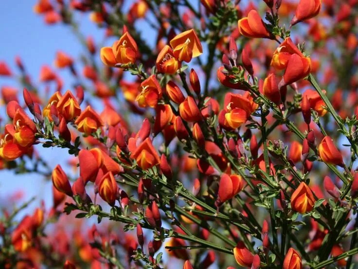 Ракитник лена фото и описание кустарника Edelginster 'Lena' - Cytisus scoparius 'Lena' Mediterranean plants, Lena, Plants