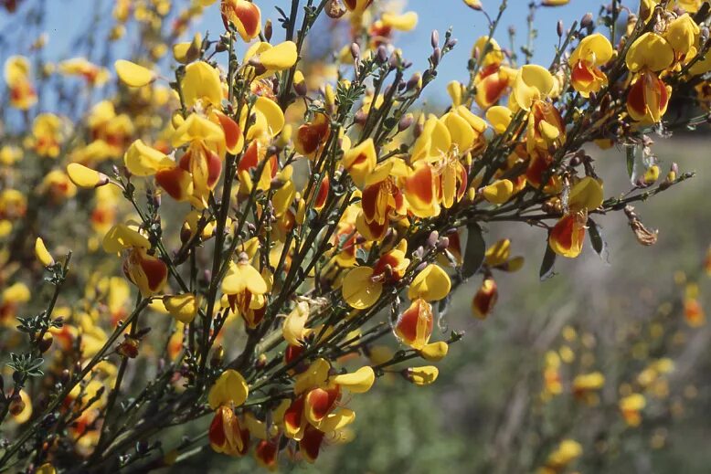 Ракитник лена фото и описание кустарника CalPhotos: Cytisus scoparius ssp. scoparius f. andreanus; Broom, Common Broom