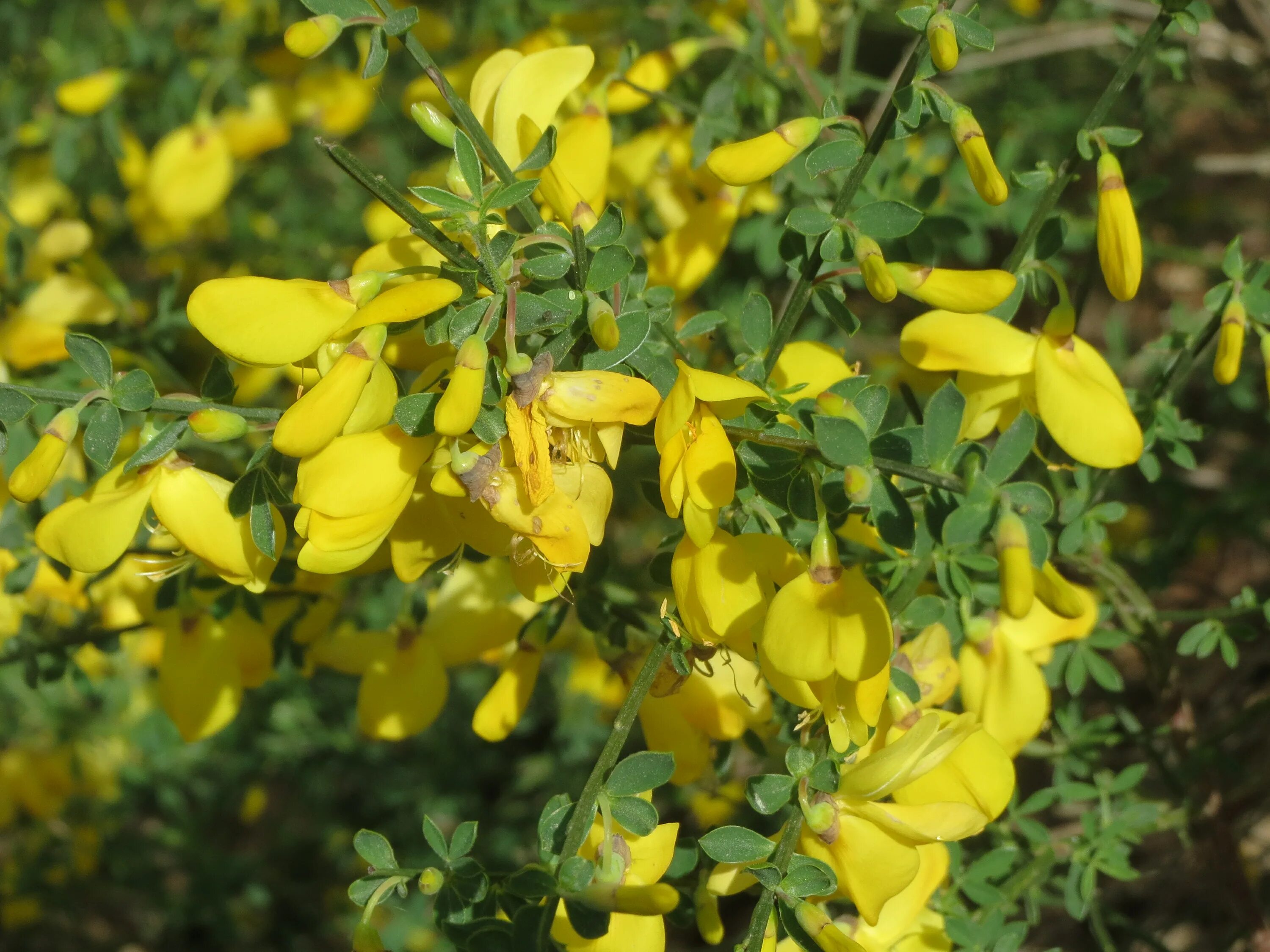 Ракитник лена фото и описание кустарника File:20140418Cytisus scoparius1.jpg - Wikimedia Commons