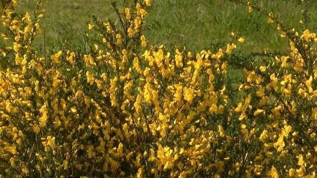 Ракитник луна фото Scotch Broom. Ракитник (1196sp) - смотреть видео онлайн от "Веганская Кухня: Иде