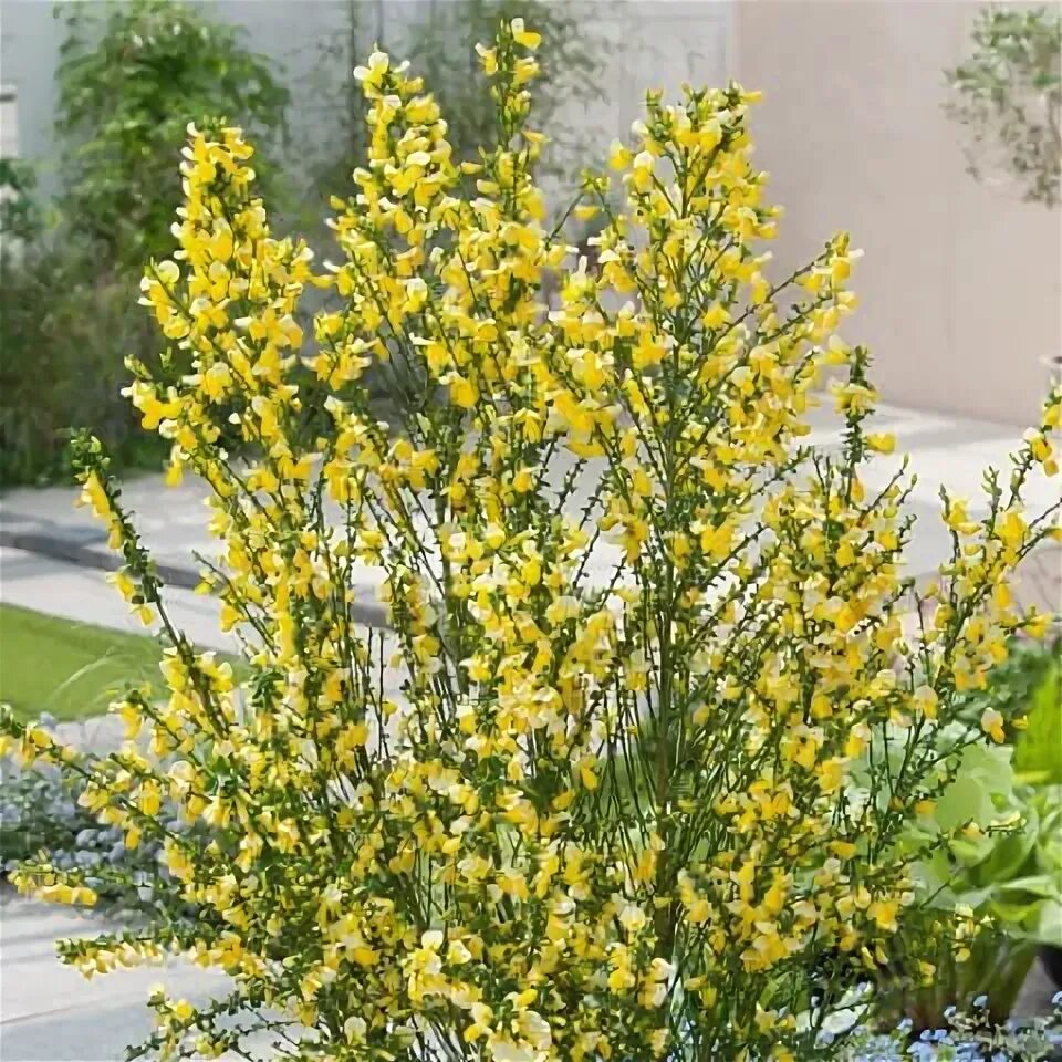 Ракитник луна фото Cytisus (Scoparius-Gruppe) 'Luna' / Geissklee, Besenginster - Gärtnerei Schwitte