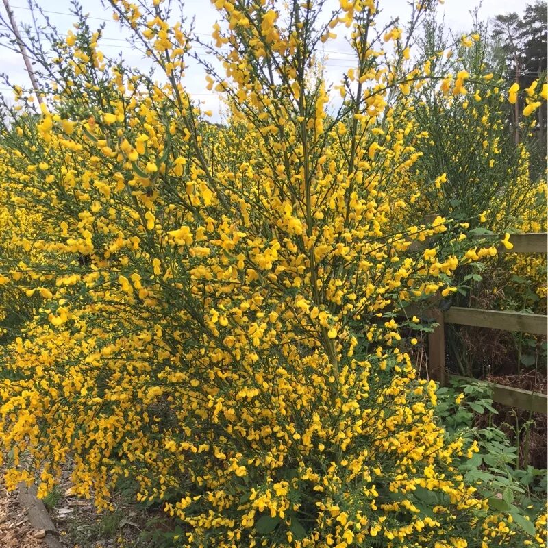 Ракитник луна фото Cytisus 'Luna', Broom 'Luna' - uploaded by @Merje