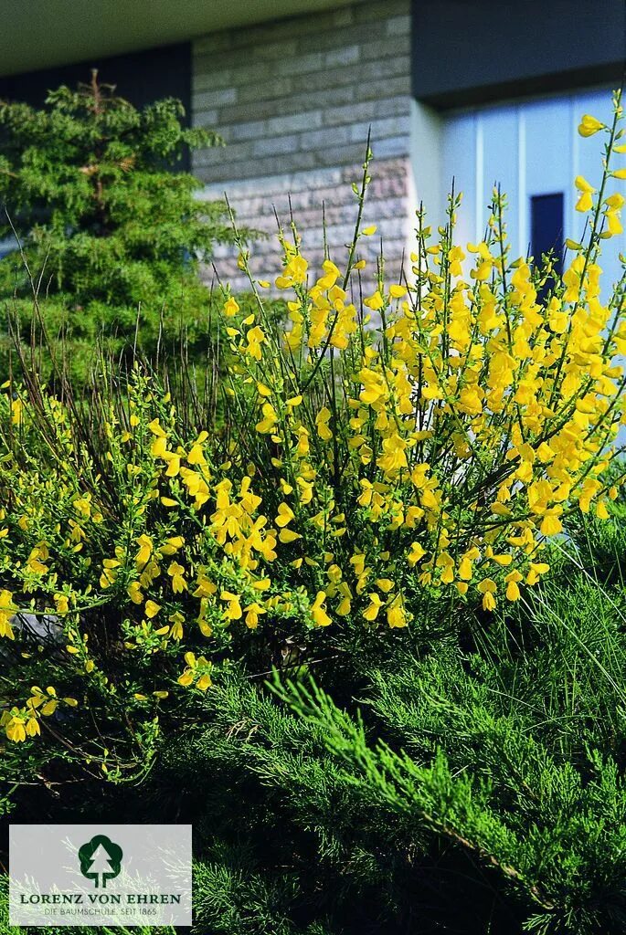 Ракитник луна фото Cytisus scoparius 'Luna' Baumschule LvE