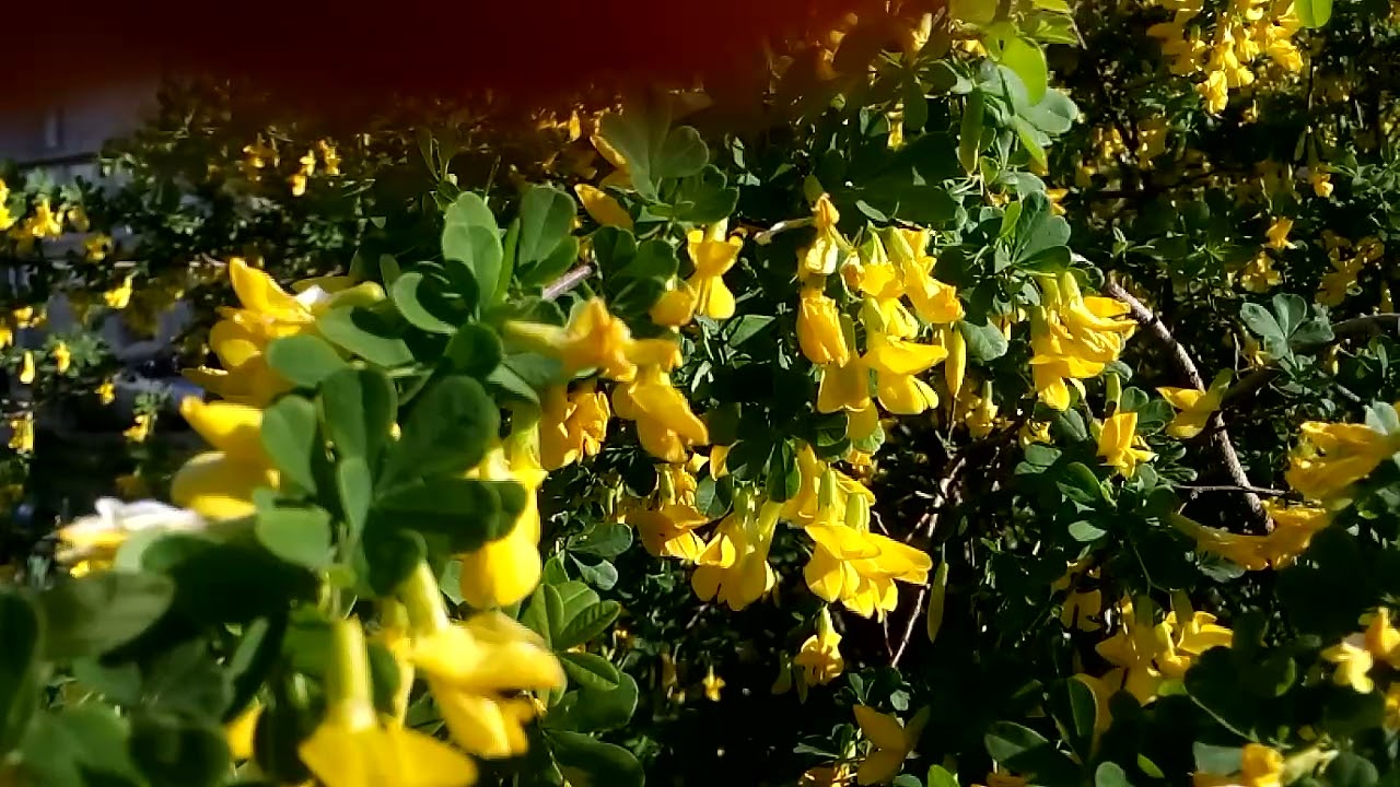 Ракитник луна фото Цветущий куст ракитника Flowering broom bush 開 花 ほ う き の 茂 み Blühender Besenstra