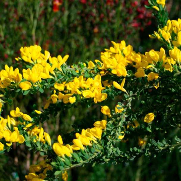 Ракитник луна фото Cytisus racemosus - Cytisus racemosus, Broom.