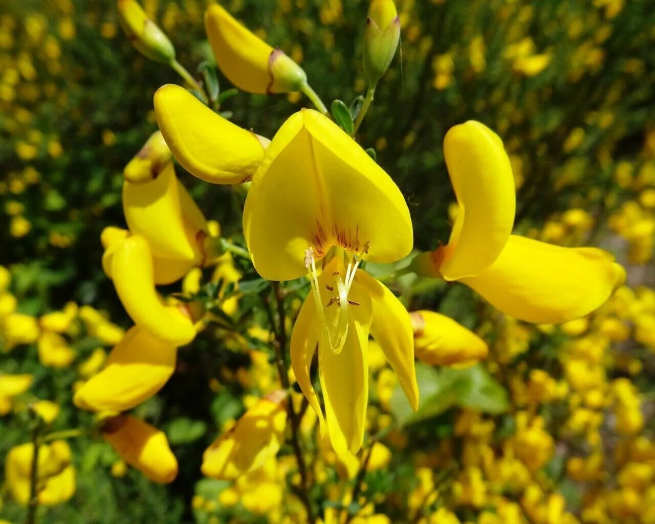 Ракитник луна фото Cytisus scoparius seeds common Scotch broom semillas graines eBay