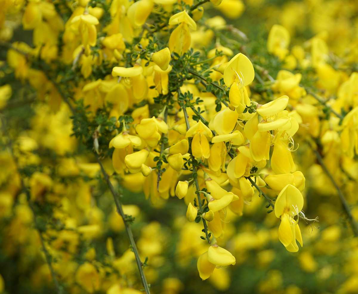 Ракитник луна фото и описание Cytisus : plantation, taille et conseils d'entretien