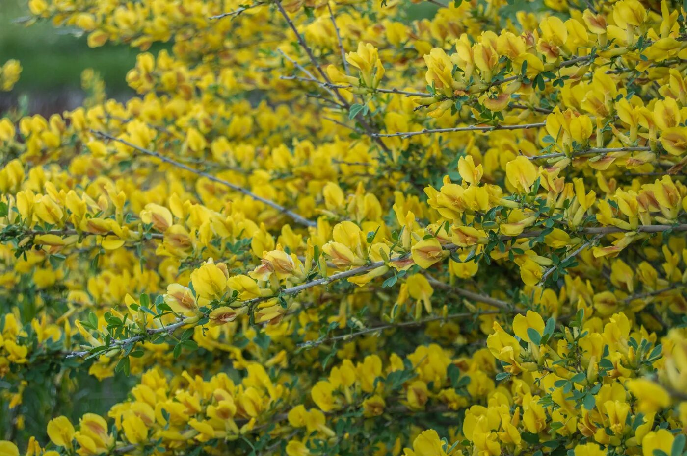 Ракитник луна фото и описание Chamaecytisus ruthenicus - Image of an specimen - Plantarium