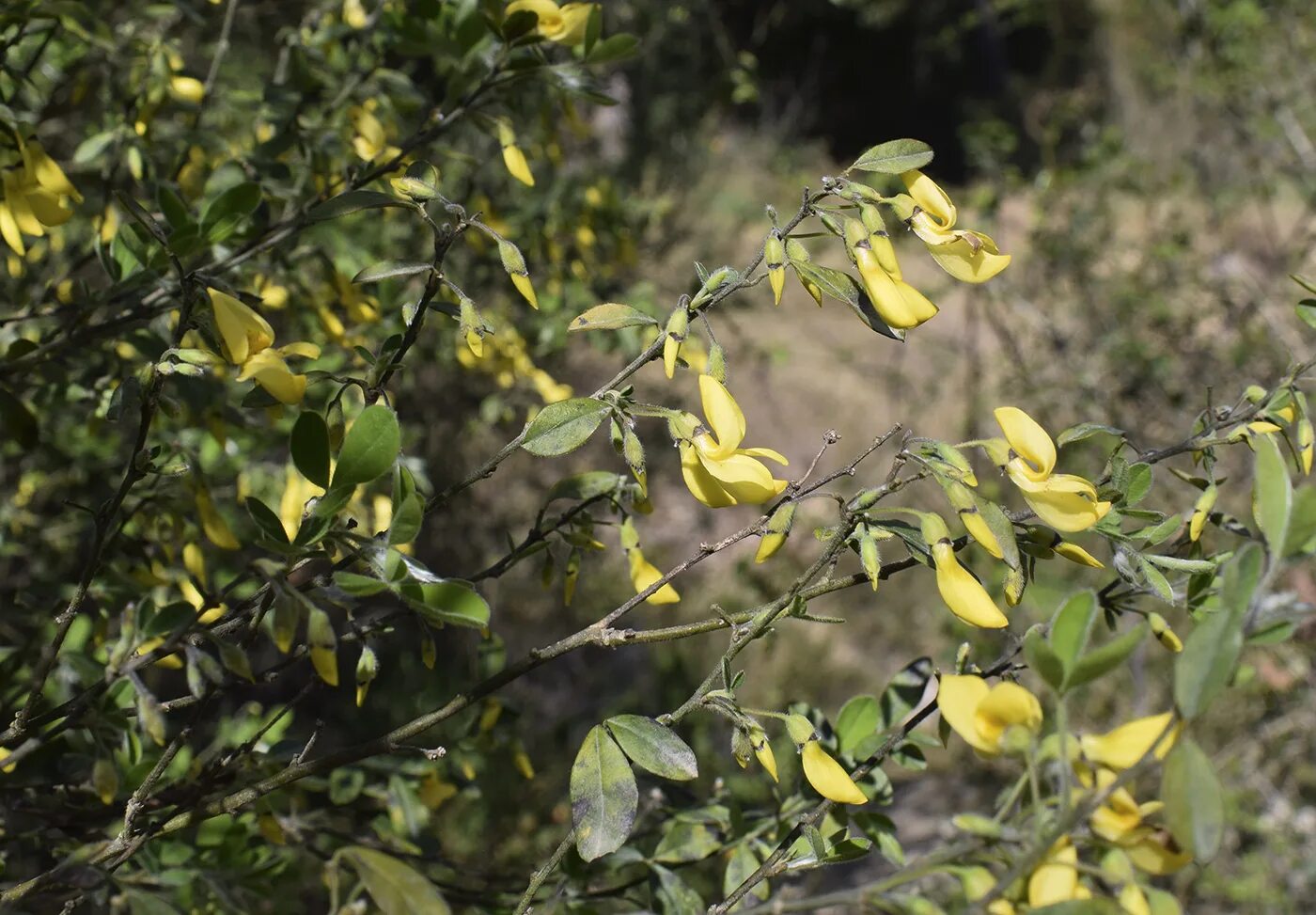 Ракитник луна фото и описание Cytisus villosus - Image of an specimen - Plantarium