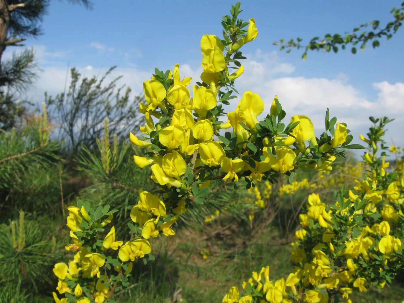 Ракитник русский фото и описание кустарника Ракитник русский (Chamaecytisus ruthenicus). Фото на сайте "Грибы: информация и 