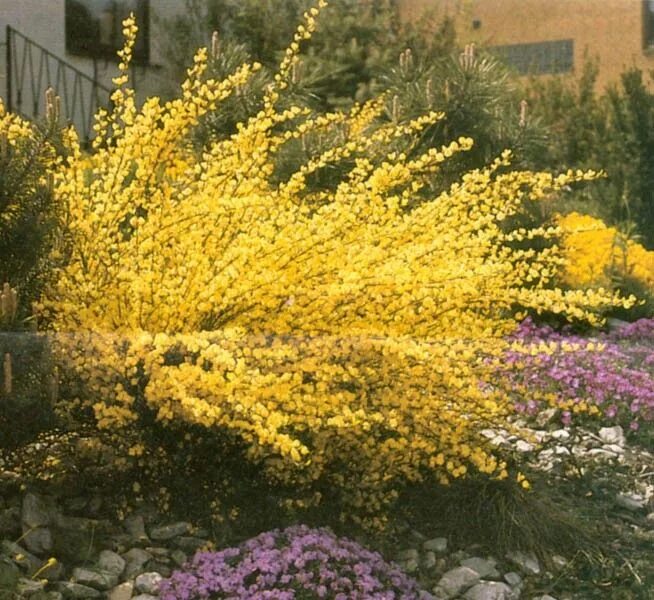 Ракитник в ландшафтном дизайне фото cytisus praecox allgold Dream garden, Small garden, Plants