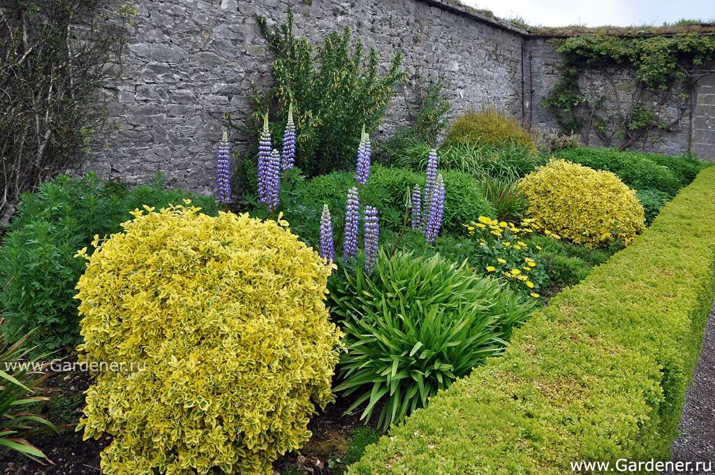 Ракитник в ландшафтном дизайне фото Fota Arboretum and Gardens Ландшафтный дизайн садов и парков