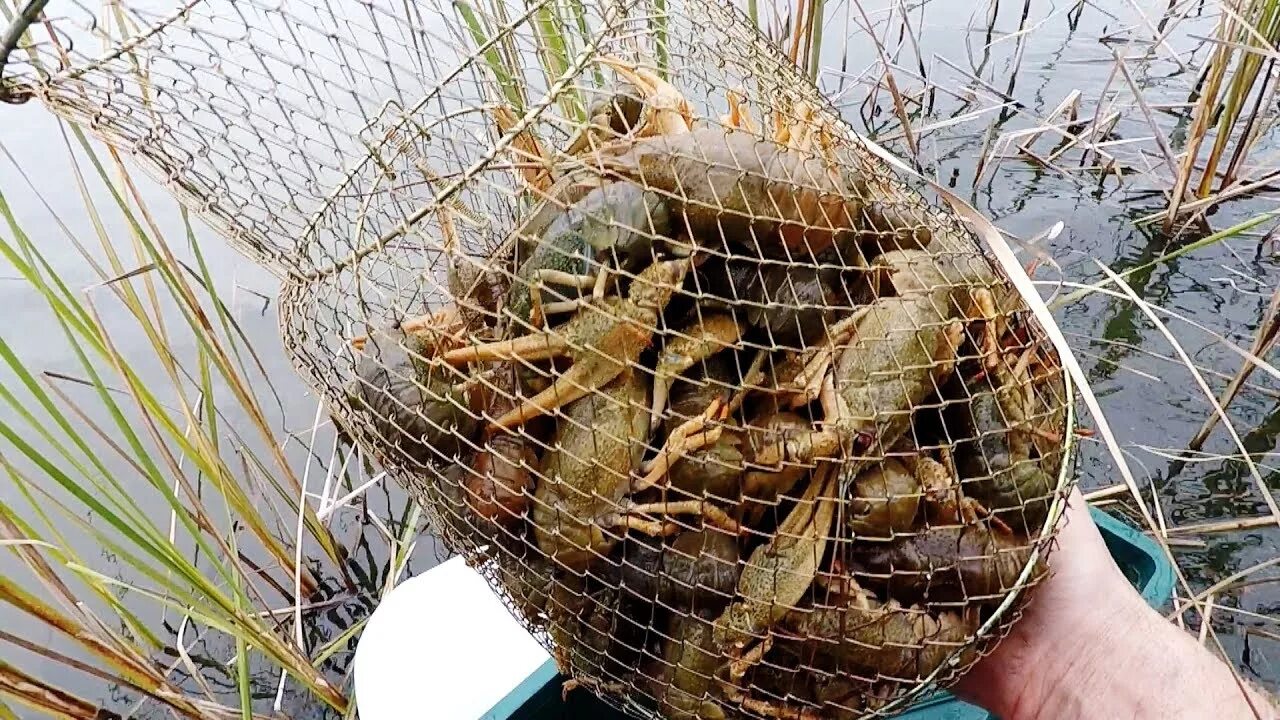 Раколовка какая приманка Раки! Осенняя Ловля Раков и Живца на Китайские Раколовки! Заготавливаем Живца! -