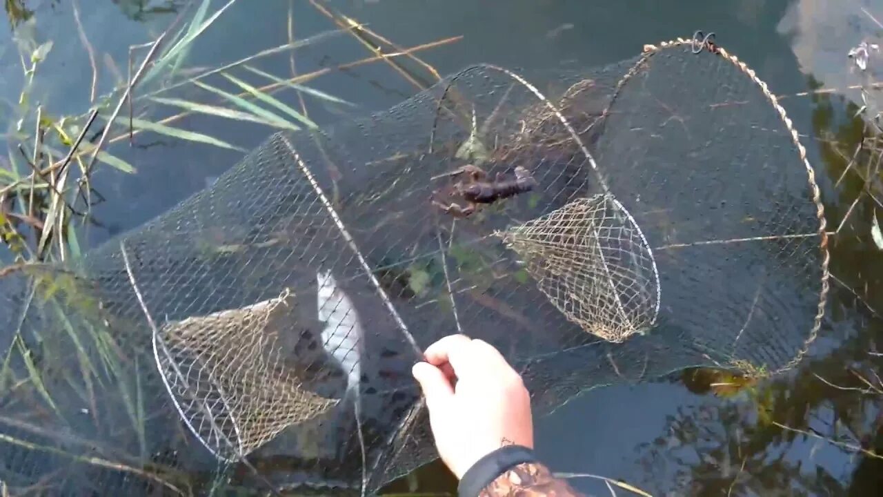 Раколовка какая приманка Ловля раков раколовками! Голубой рак! Как ловить раков без хлопот на Верши (морд