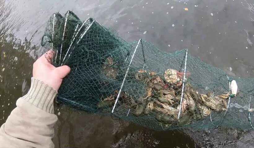 Раколовки на что ловить The inhabitant Novomoskovsk is fined for catching of crayfish Accidents Seldon N