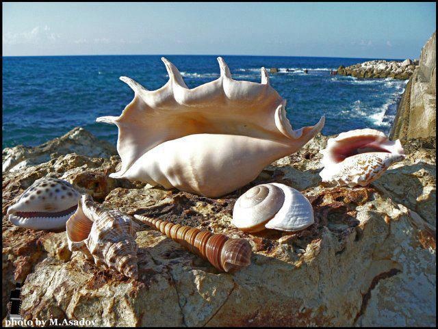 Раковина моря фото Pin by Donna Duncan Price on By the sea: seashells Sea and ocean, Sea shells, Se