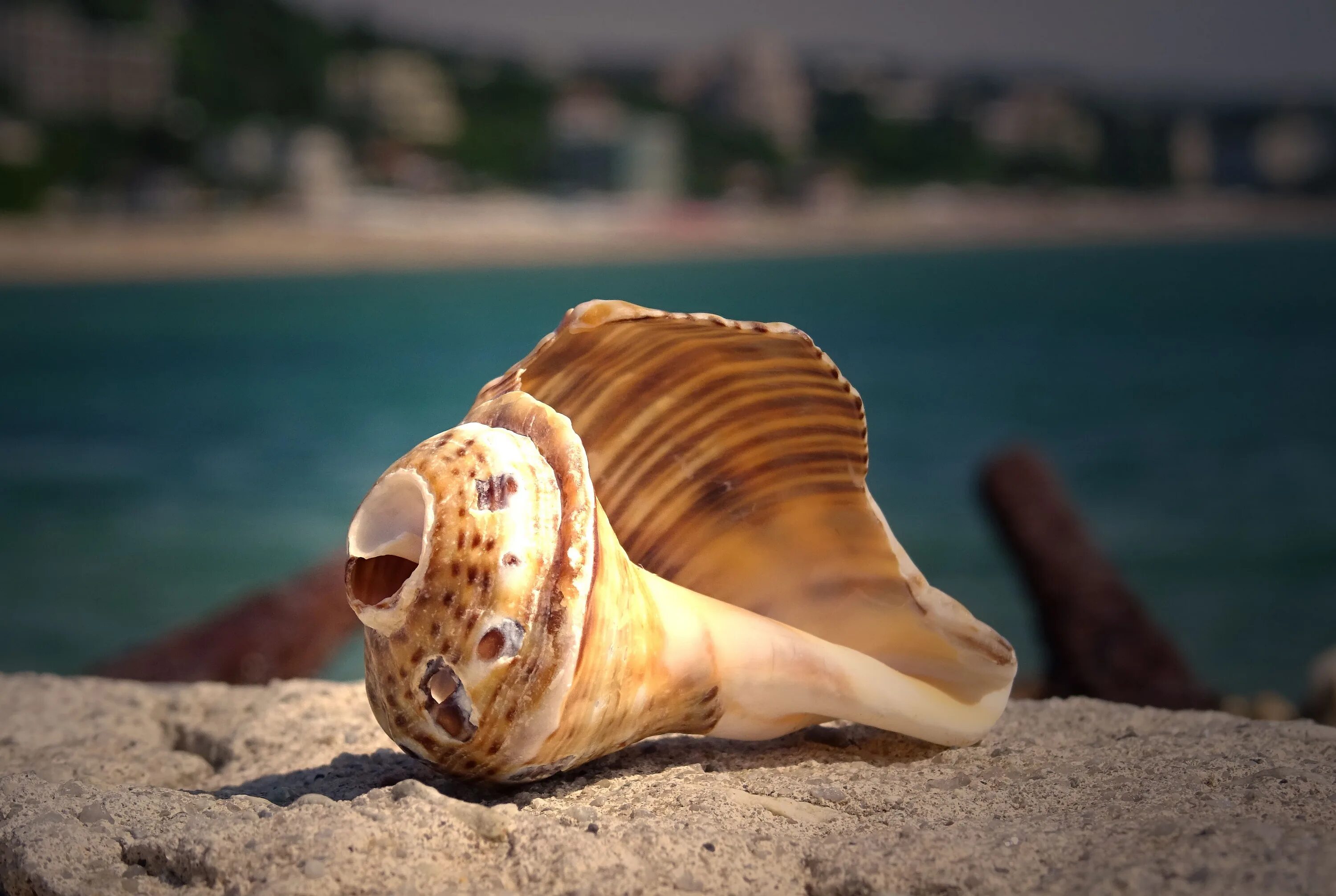 Раковина моря фото Natural Sea shell free image download