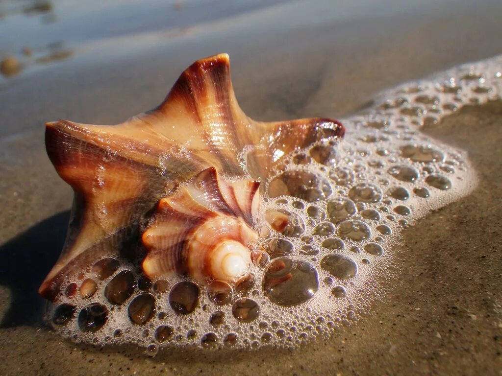 Раковина моря фото Sea Shell Sea shells, Grain of sand, Shells