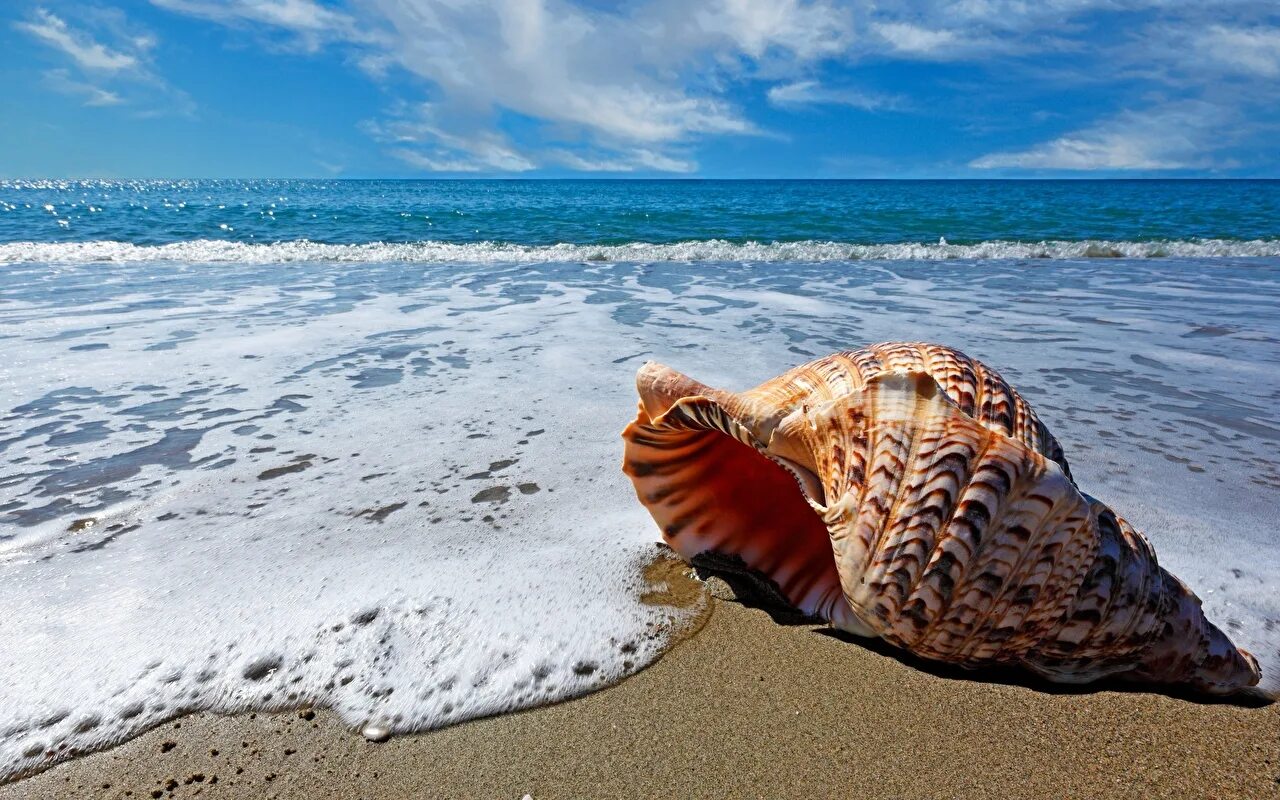 Раковина моря фото Картинка Море Природа песка Волны Ракушки