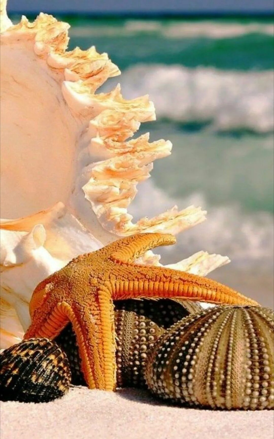 Раковина моря фото Pin on Starfish & Seashells Sea photo, Sea and ocean, Sea shells