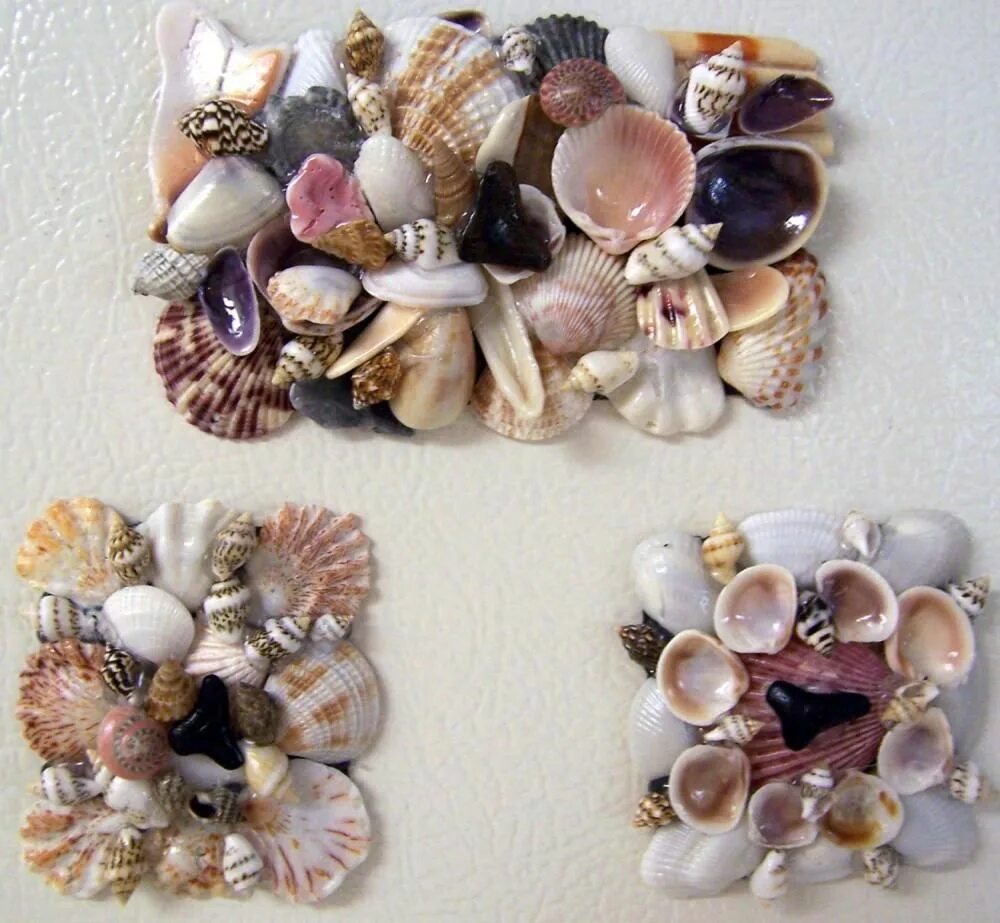 Ракушек своими руками фото Sea Shells Kitchen Magnets With Sharks Teeth - Set Of Three Sea shells, Shell cr