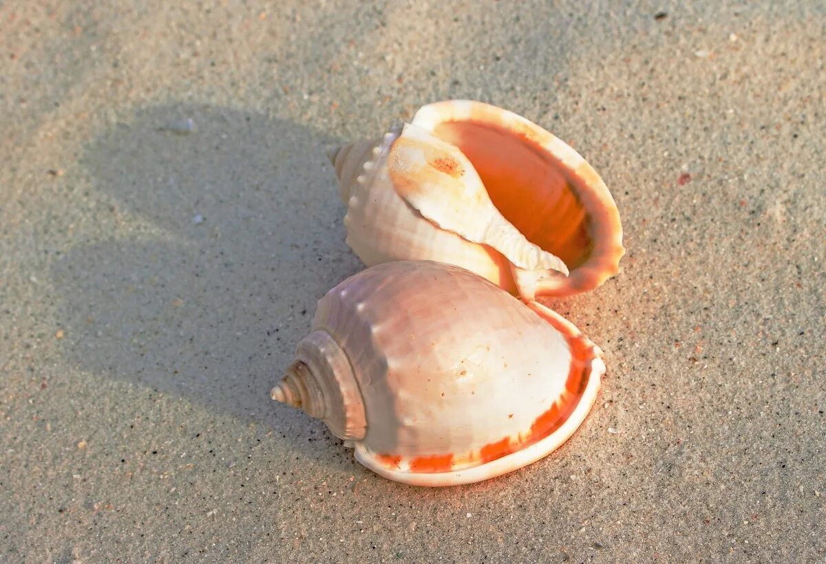 Ракушка фото есть Free Images : hand, beach, sand, food, seafood, material, invertebrate, seashell