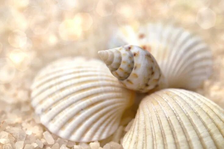 Ракушка фото есть Seashell snail beach sea Sea shells, Stock photos, Snail